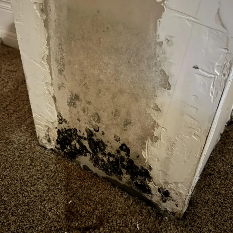 Professional Mold Removal in Yuma, CO